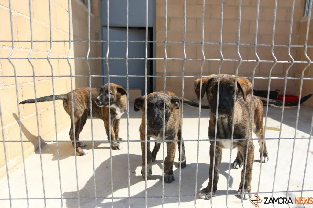 Nuevo centro de Protección Animal en Zamora_15