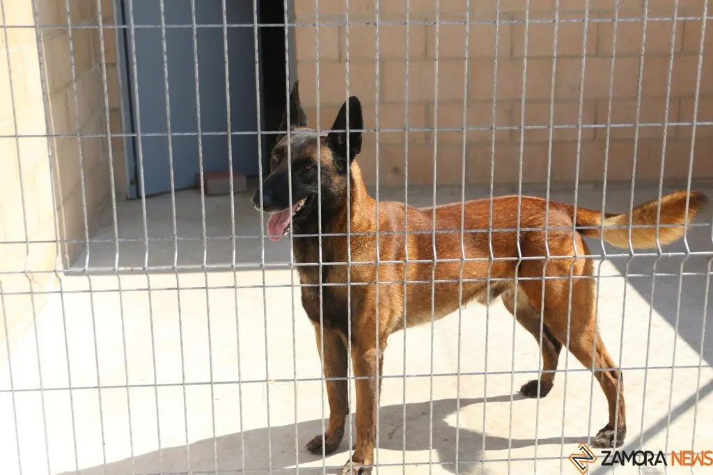 Nuevo centro de Protección Animal en Zamora_16