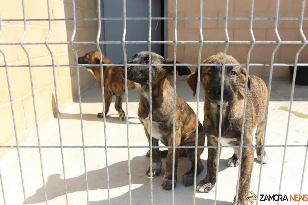 Nuevo centro de Protección Animal en Zamora_17