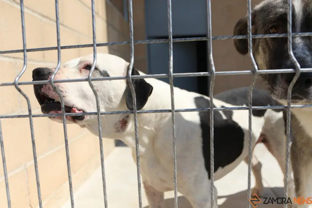 Nuevo centro de Protección Animal en Zamora_18