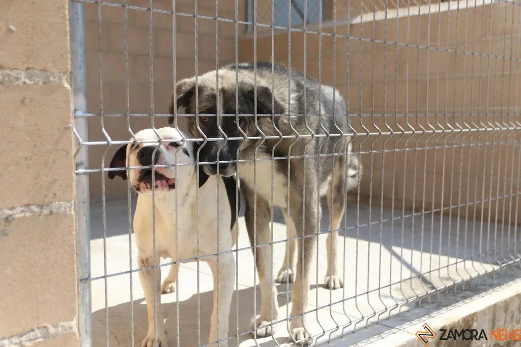 Nuevo centro de Protección Animal en Zamora_19