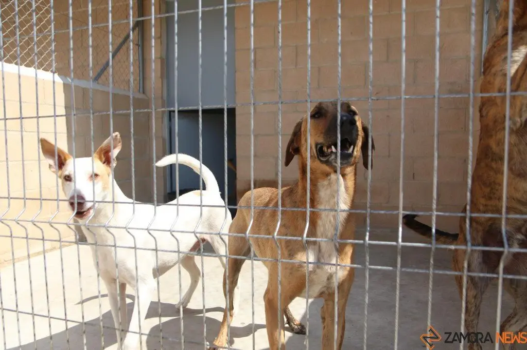 Nuevo centro de Protección Animal en Zamora_20
