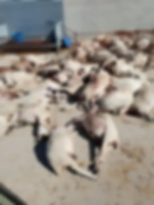 Ataque de Lobos en Almeida de Sayago