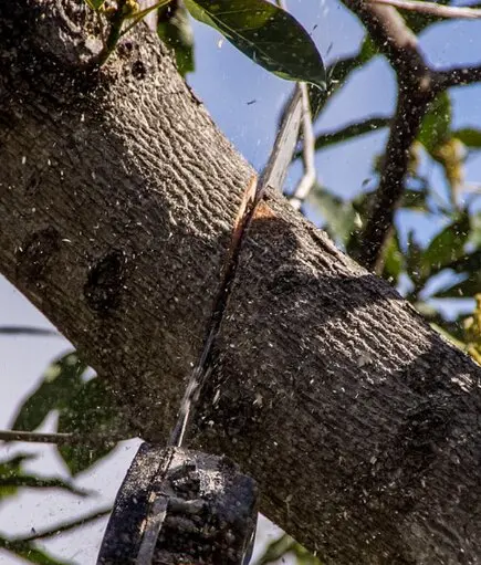 Árbol