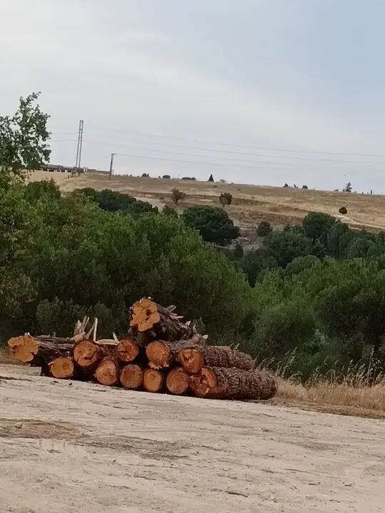 tala de árboles en Valorio  1