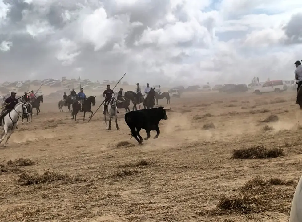 toro encierro moraleja