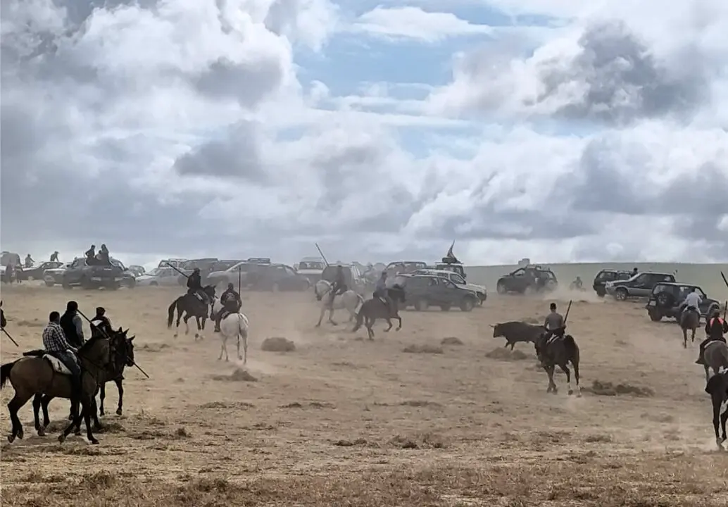 toros moraleja