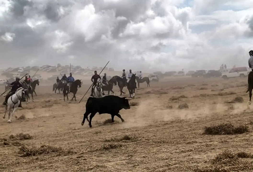 toro moraleja