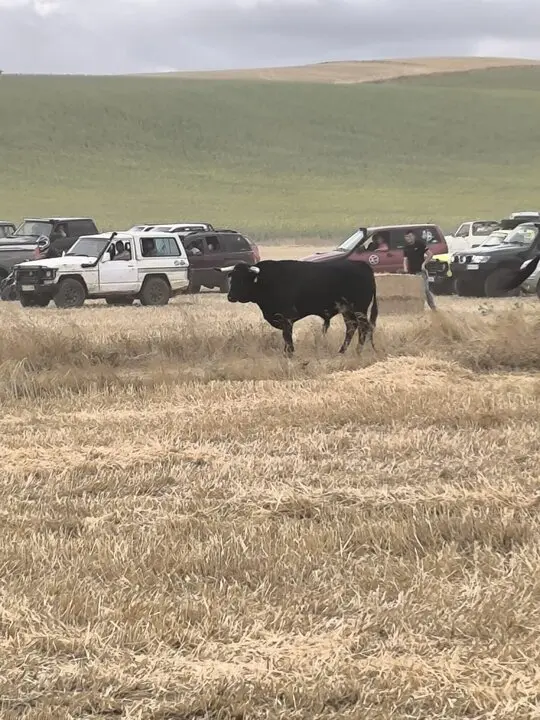 toro encierro Moraleja del Vino (1)