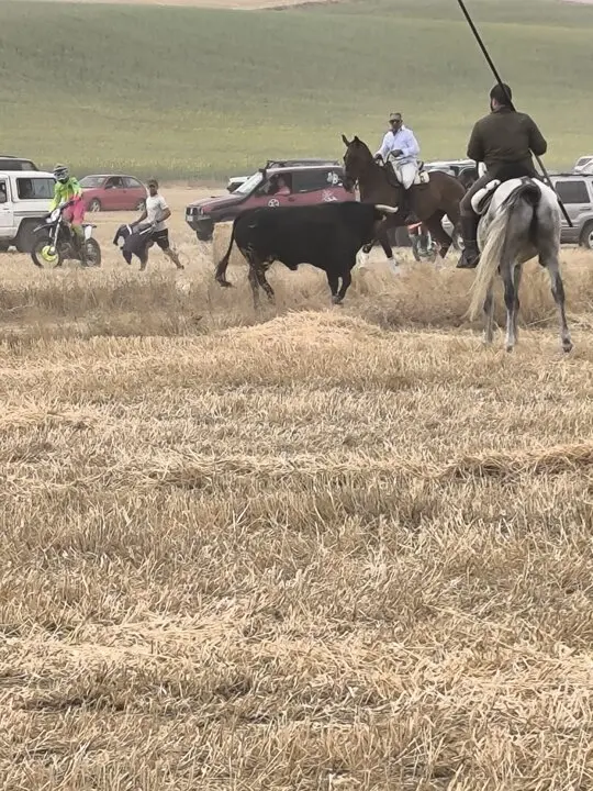 toro encierro Moraleja del Vino (2)
