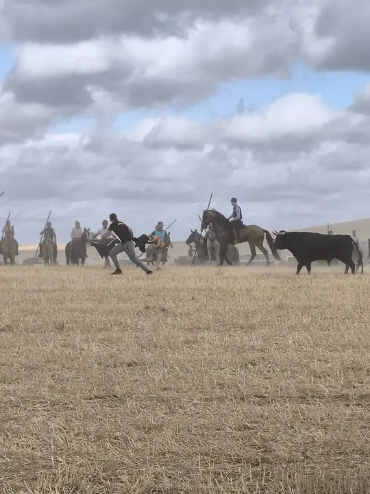 toro encierro Moraleja del Vino (11)