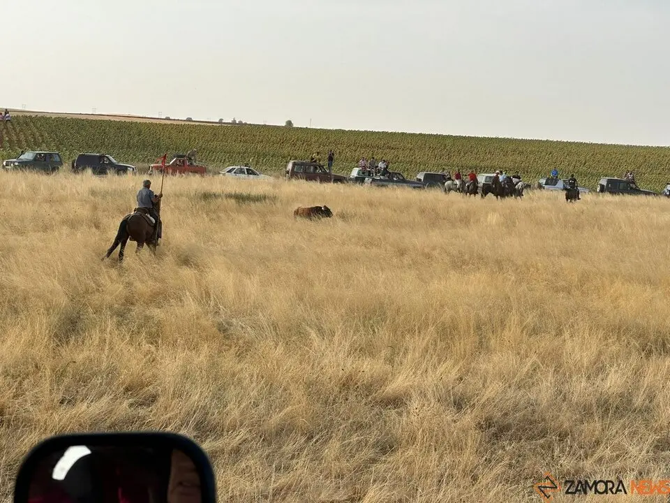 Encierro Campero Manganeses de la Lampreana_4