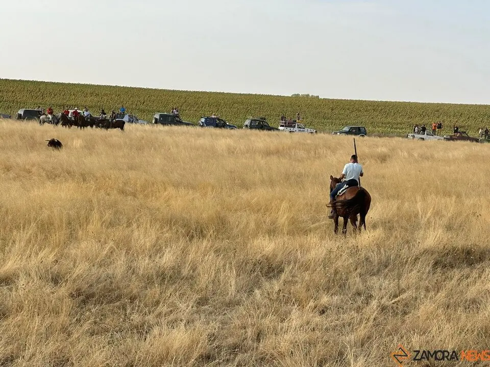 Encierro Campero Manganeses de la Lampreana_7