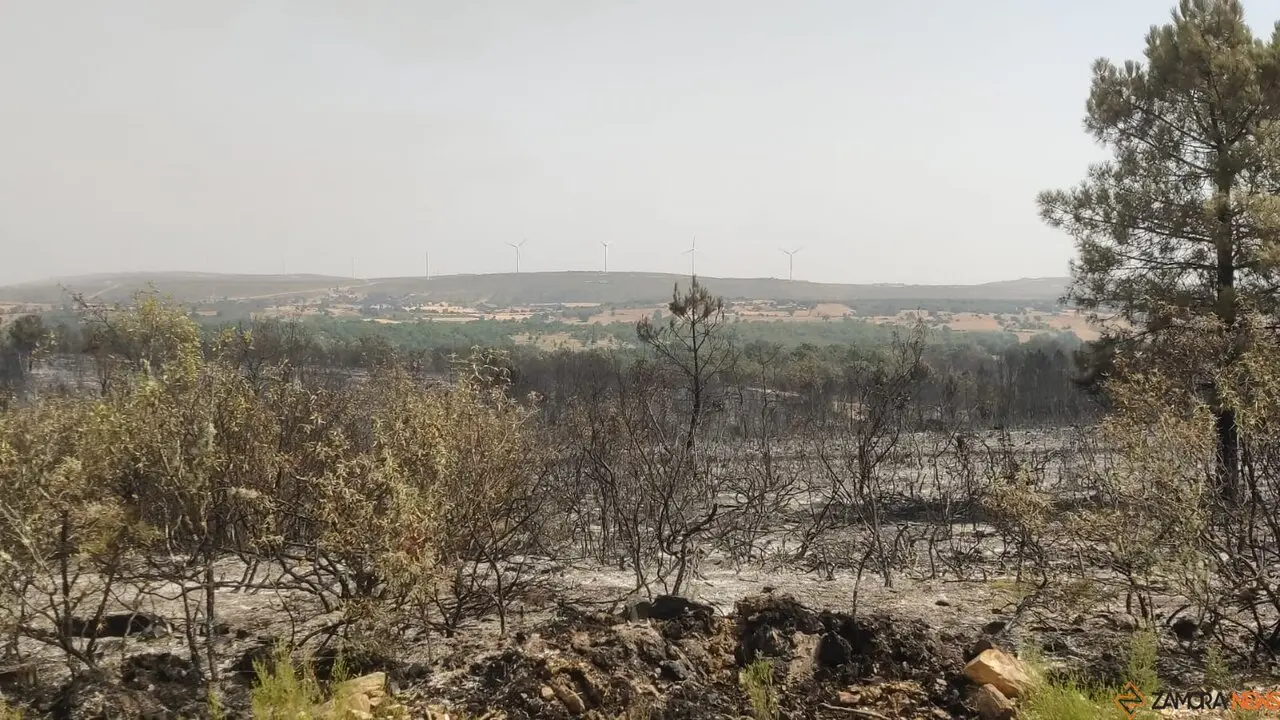 La UME actúa frente a los incendios que asolan Zamora