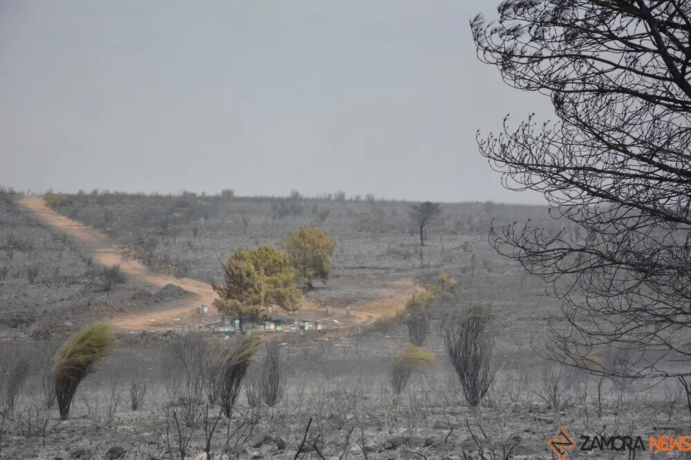 fuego puercas vegalatrave losacio_273