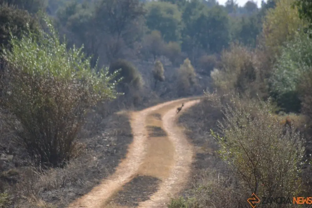 fuego serracín, abejera, riofrio_122