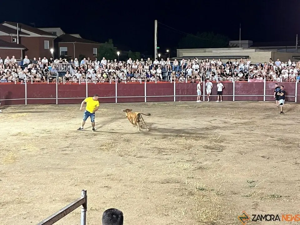 vaquillas Villaralbo _5