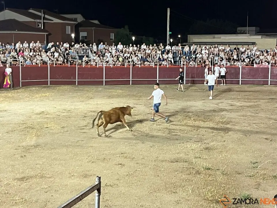 vaquillas Villaralbo _6