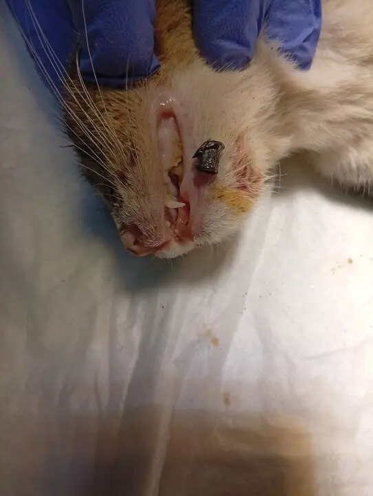 gato sobradillo de palomares