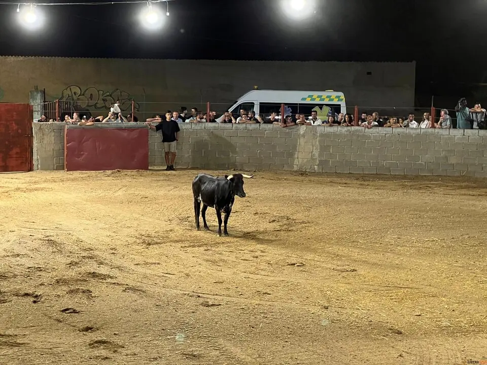 Coreses, vaquillas