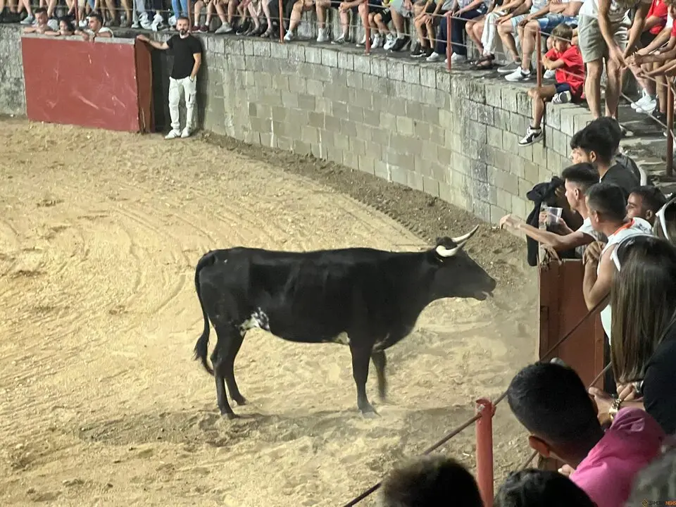 Coreses, vaquillas