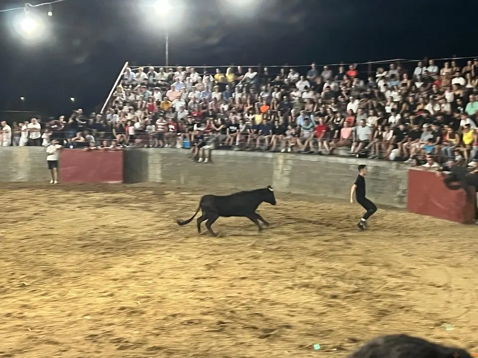 Coreses, vaquillas