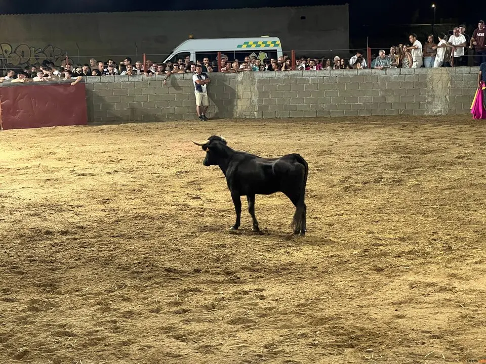 Coreses, vaquillas
