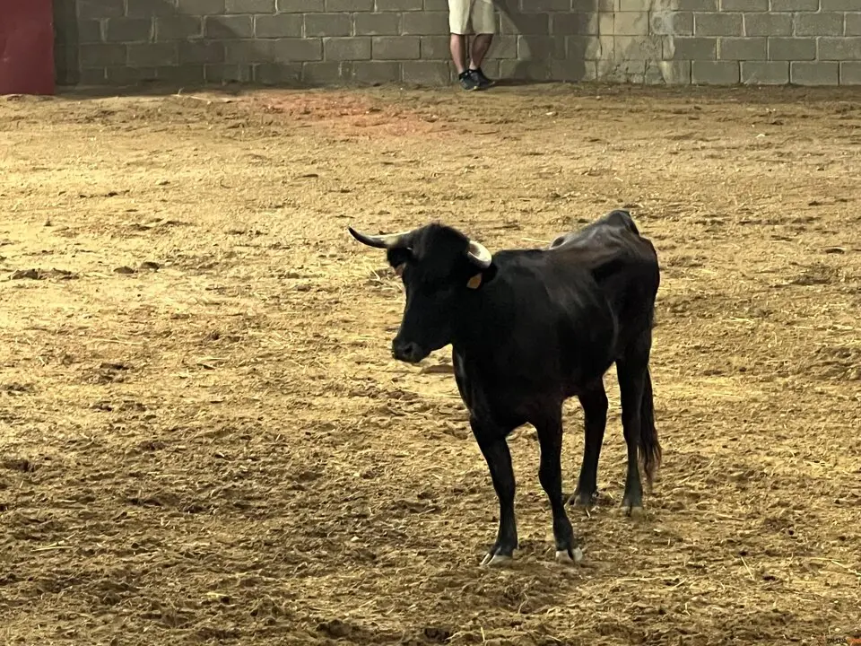 Coreses, vaquillas
