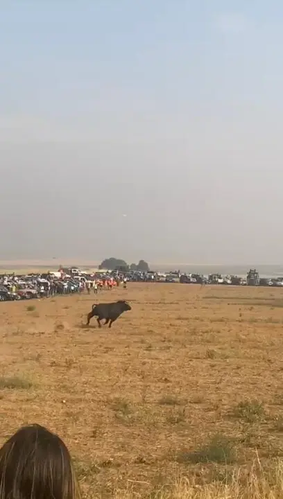 Coreses, encierro campero