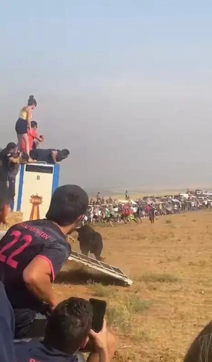 Coreses, encierro campero