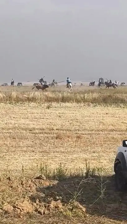 Coreses, encierro campero