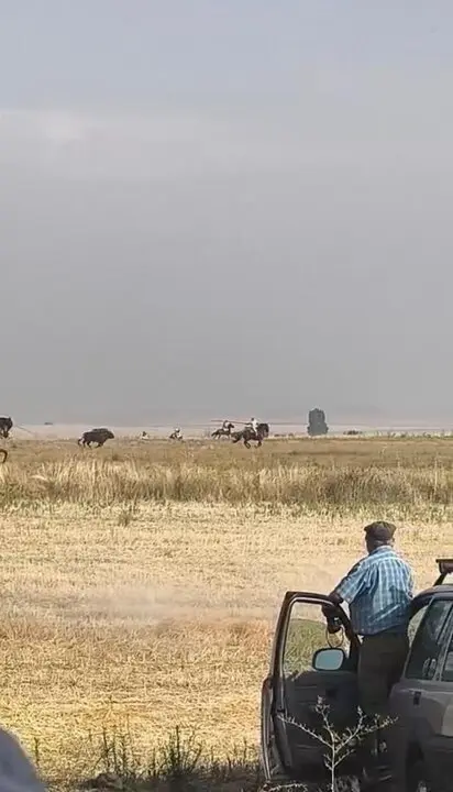 Coreses, encierro campero