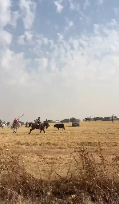 Coreses, encierro campero