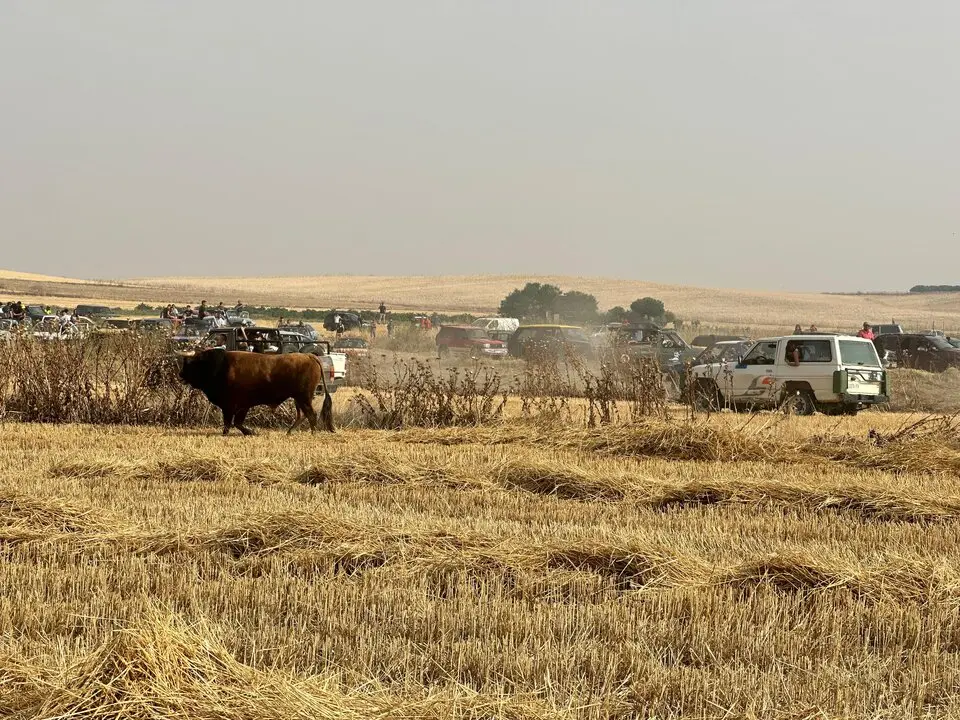 Coreses, encierro campero