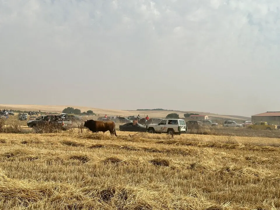 Coreses, encierro campero