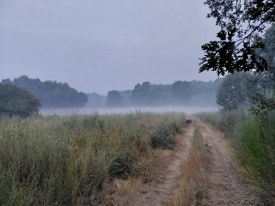 Niebla envuelta y humo