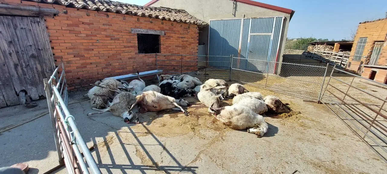 ovejas muertas