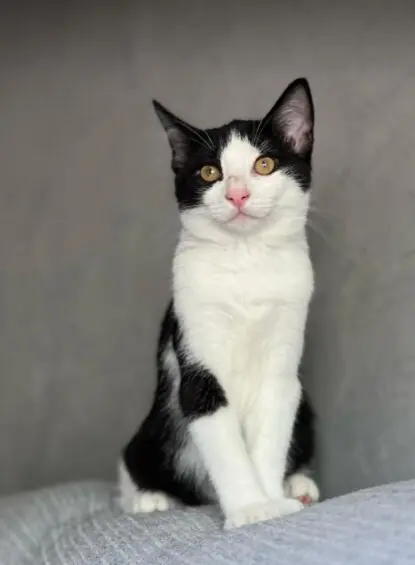 Gato desaparecido