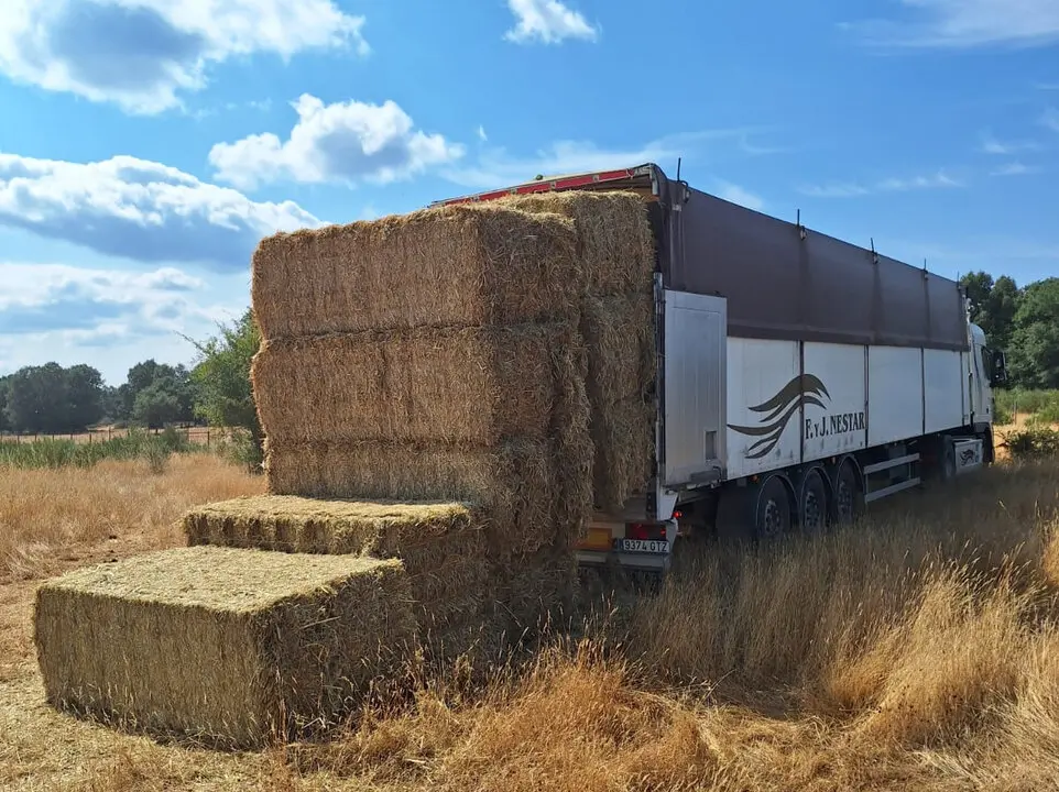 Forraje, alimentación para ganaderías afectadas por los incendios