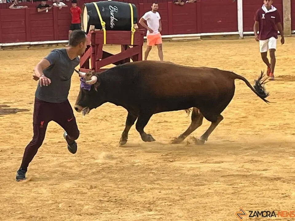 Fuente del Vino Toro _13