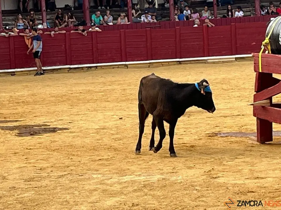 Fuente del Vino Toro _15