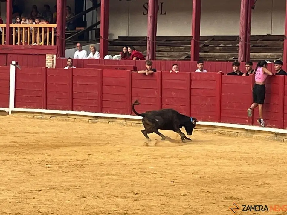 Fuente del Vino Toro _18