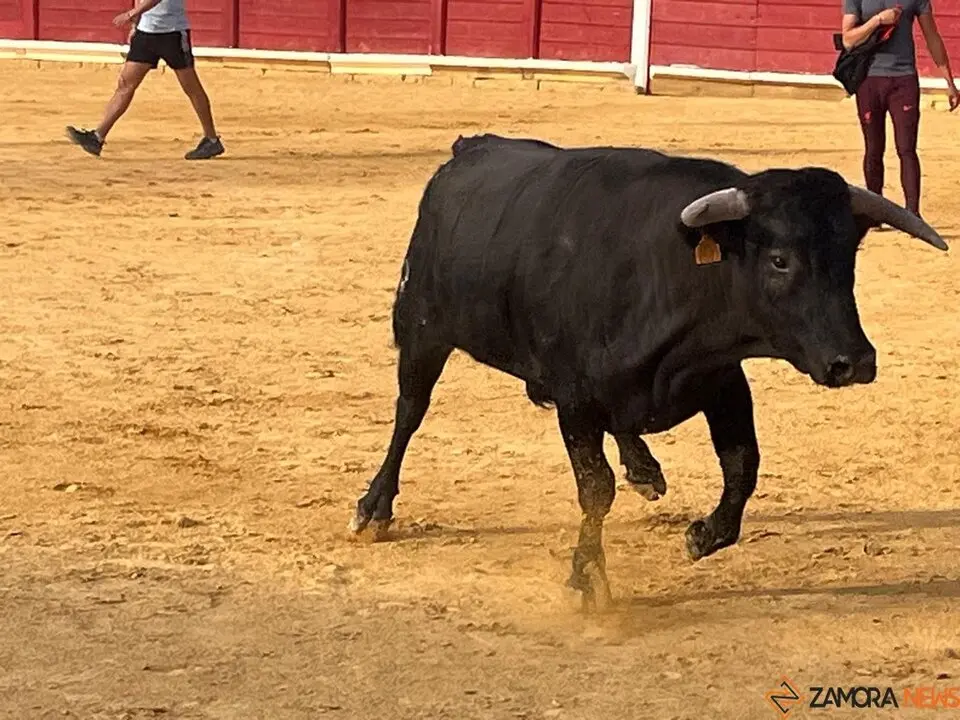 Fuente del Vino Toro _17