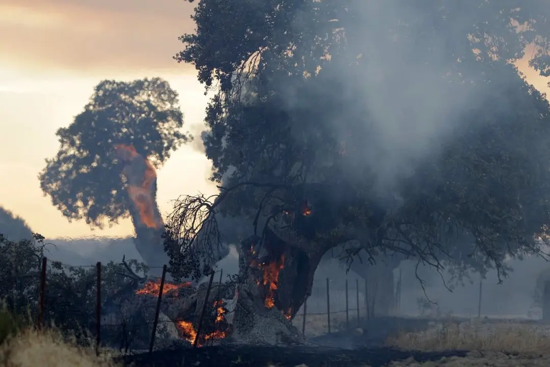 árbol ardiendo Leal.jpg portada