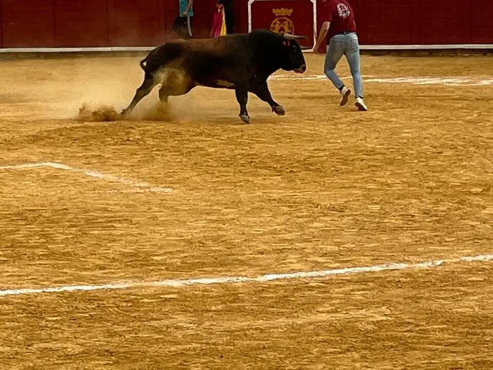 Toro del Cajón solidario: emoción, tradición y plaza llena por una buena causa
