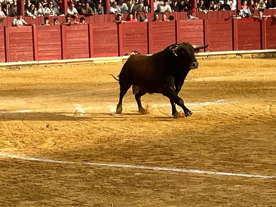 Toro del Cajón solidario: emoción, tradición y plaza llena por una buena causa