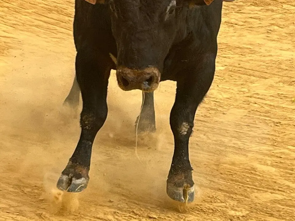 Toro del Cajón solidario: emoción, tradición y plaza llena por una buena causa