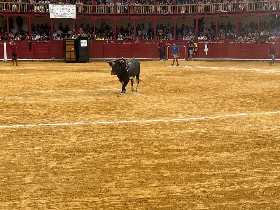 Toro del Cajón solidario: emoción, tradición y plaza llena por una buena causa