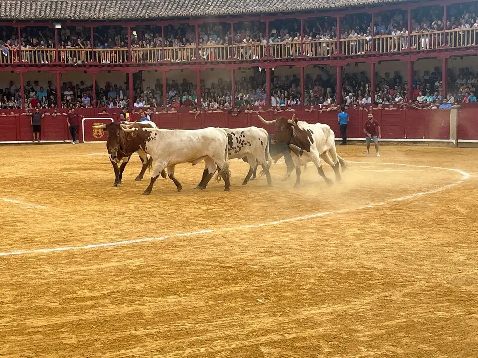 Toro del Cajón solidario: emoción, tradición y plaza llena por una buena causa