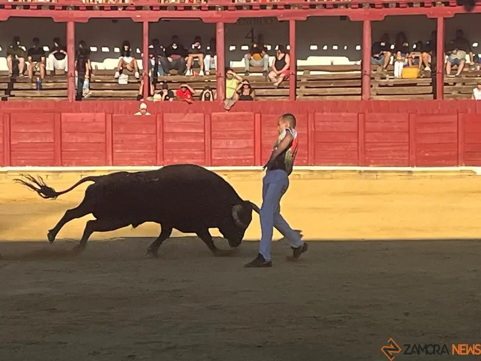cortes toro san agustín 2025_10